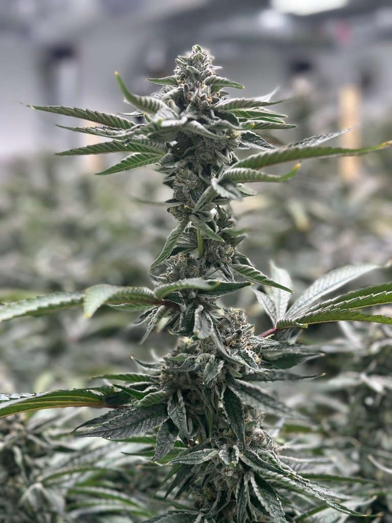 A flowering cannabis plant in the MI Flower indoor grow
