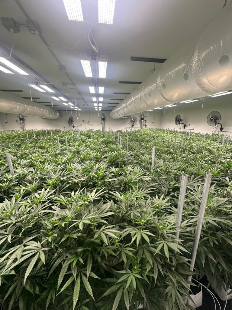 A room of cannabis plants under indoor grow lights at MI Flower